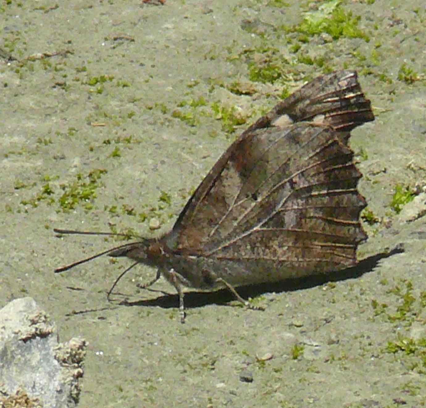 Libythea lepita formosana Libythea lepita formosana